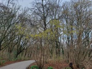 Annelies 03 Deze hazelaar vindt dat het al lente is